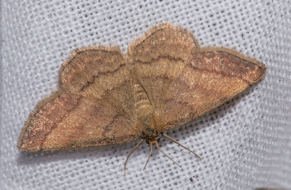 Scopula rubiginata - réti pirosaraszoló