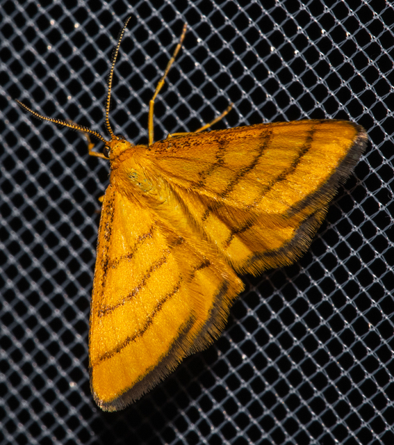 Idaea aureolaria - aranyos sávosaraszoló