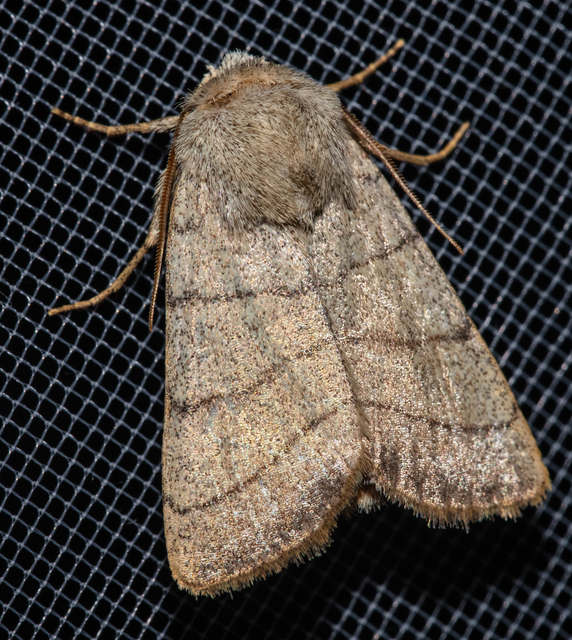 Charanyca trigrammica - háromsávos lombbagoly