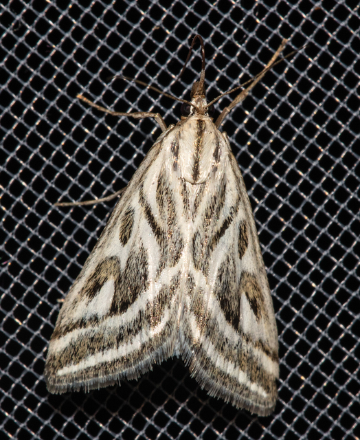 Loxostege aeruginalis - cifra tűzmoly