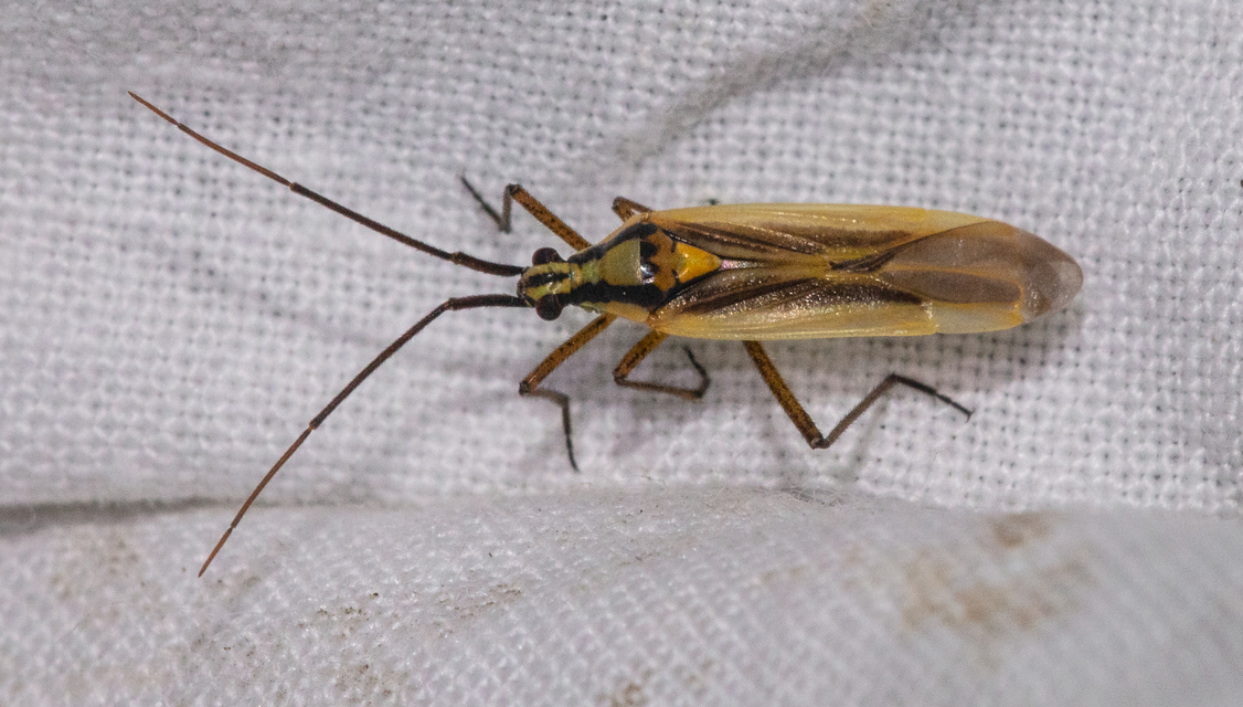 Leptopterna ferrugata - vastagcsápú mezeipoloska