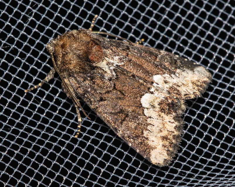Oligia strigilis - kormos dudvabagoly