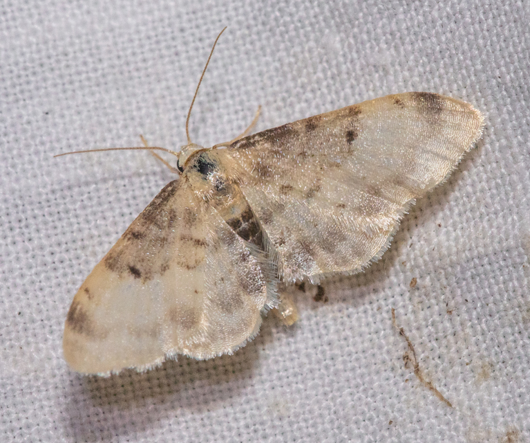 Idaea filicata - sötéttövű apróaraszoló
