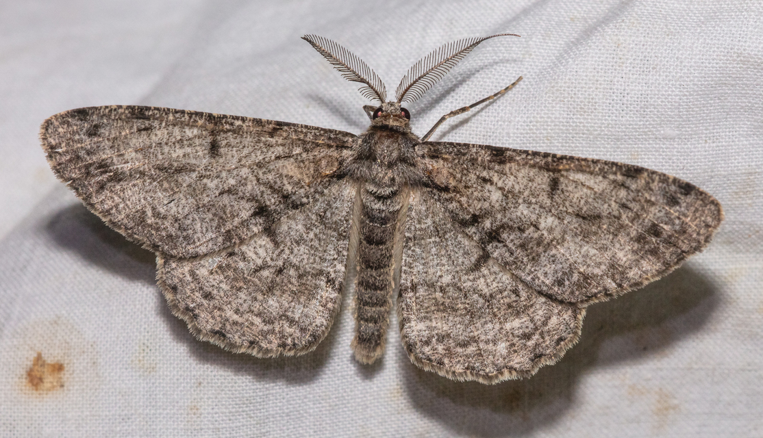 Hypomecis roboraria - nagy tölgyfaaraszoló