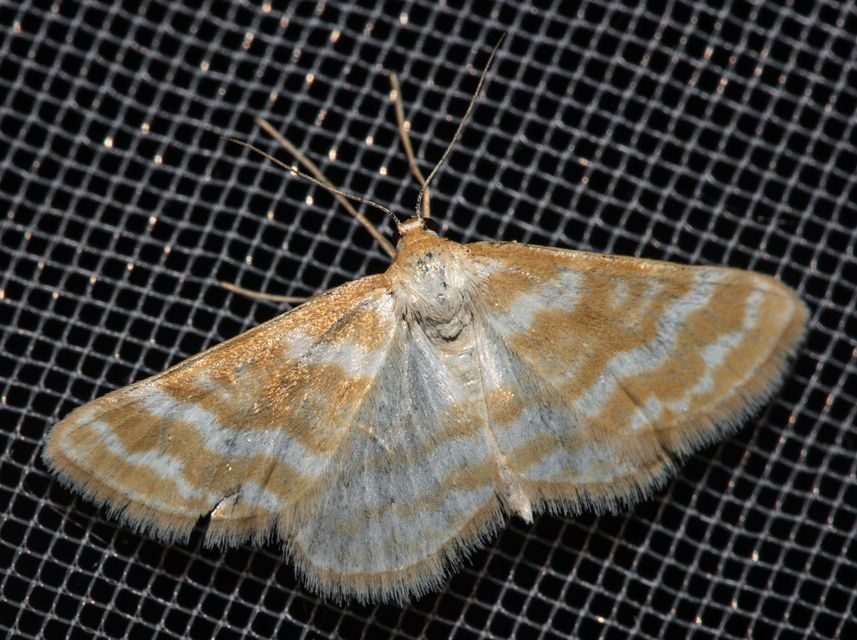 Idaea sericeata - selymes sávosaraszoló