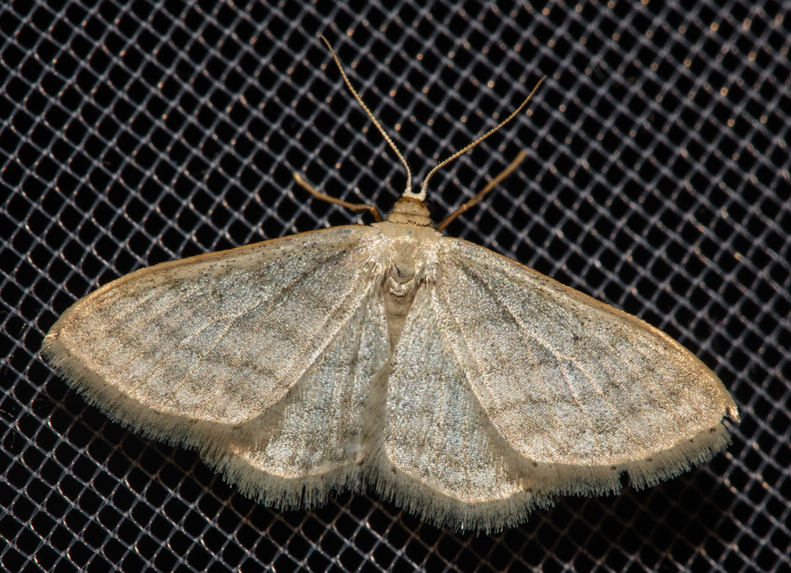 Idaea subsericeata - ötvonalas apróaraszoló