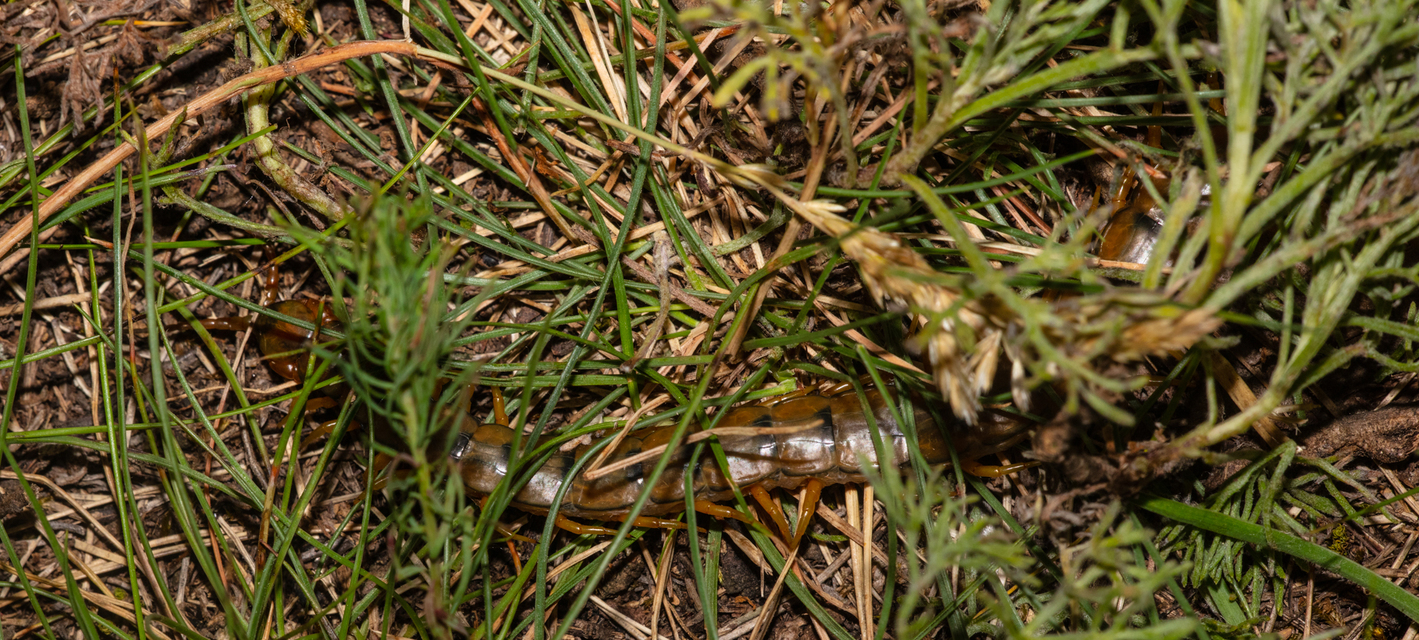 Scolopendra cingulata - öves szkolopendra