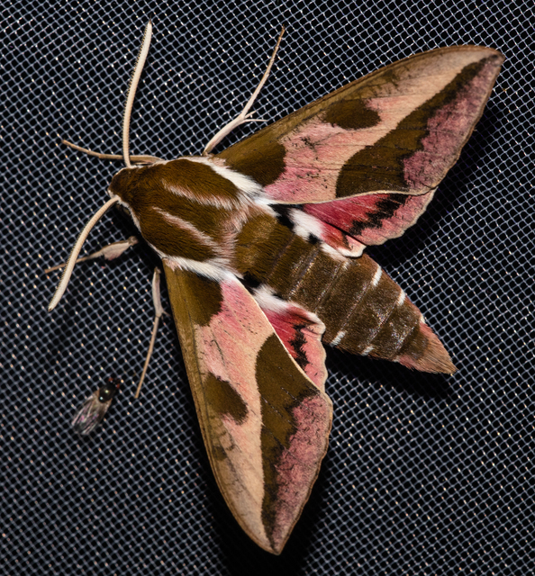 Hyles euphorbiae - kutyatejszender