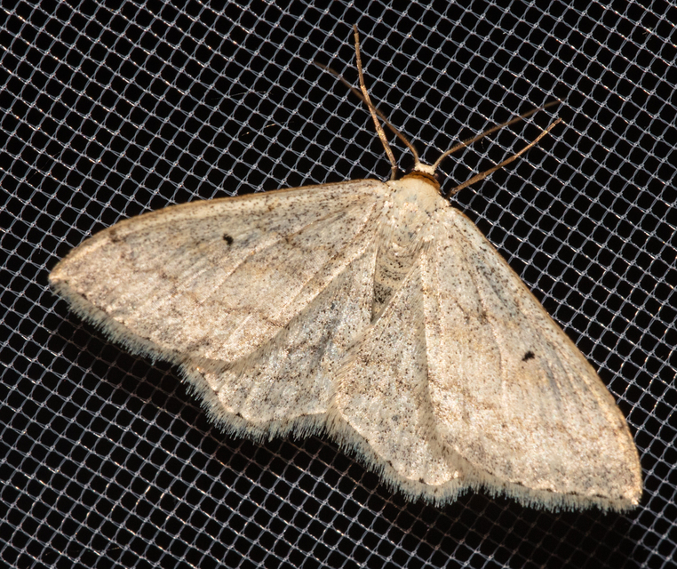 Scopula marginepunctata - pettyes sávosaraszoló