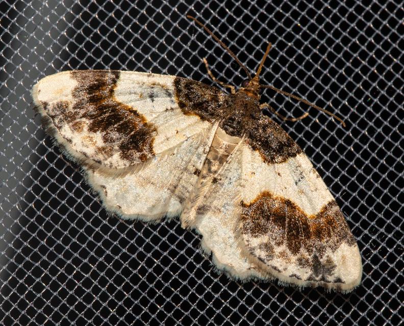 Ligdia adustata - barna levélaraszoló