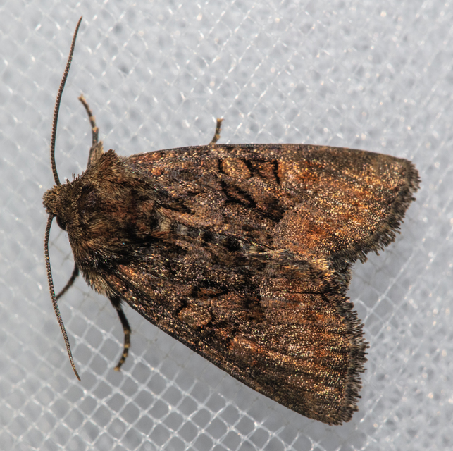 Oligia strigilis/latruncula/versicolor