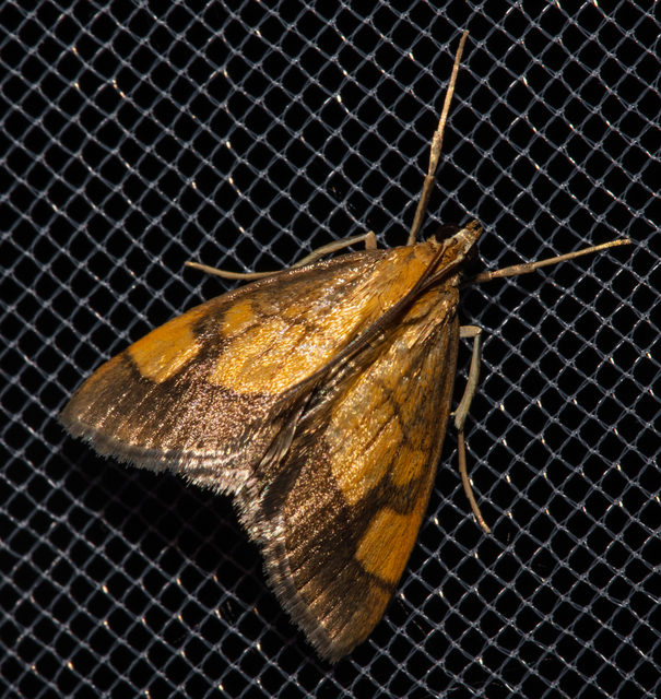 Evergestis limbata - közönséges dudvamoly