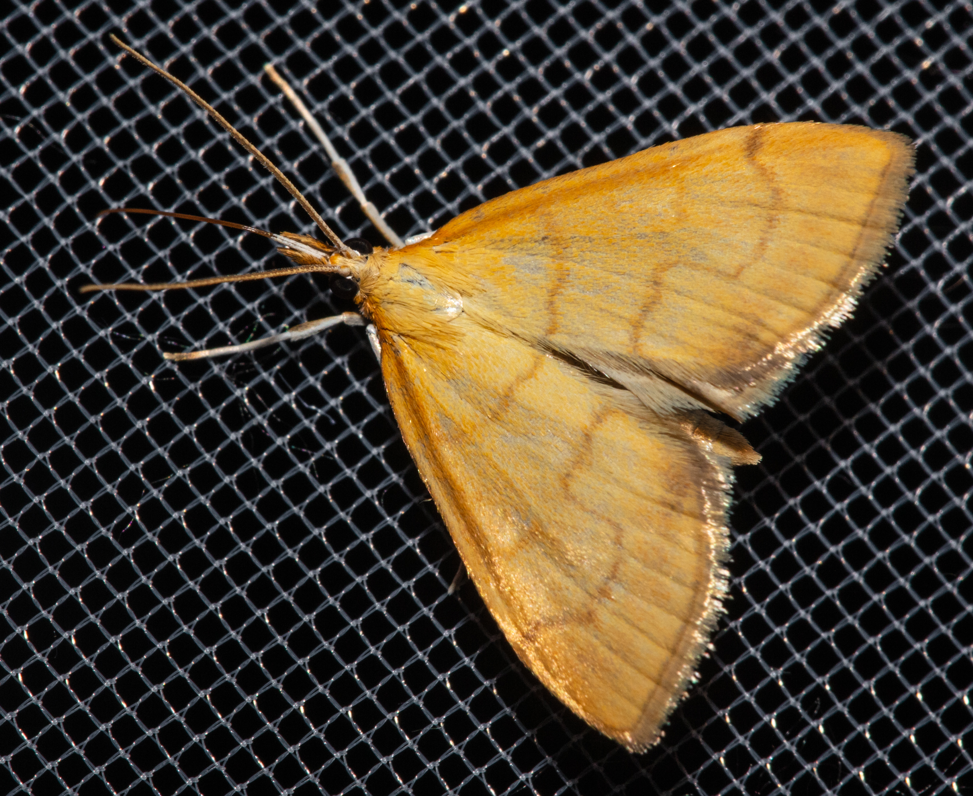 Anania crocealis - okkerszárnyú tűzmoly