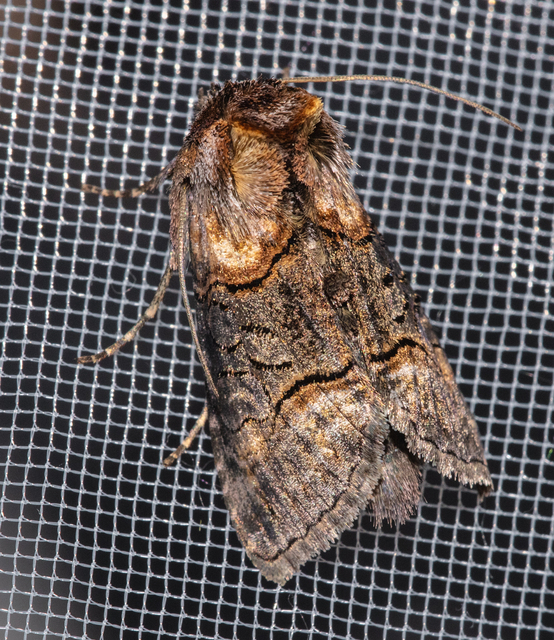 Abrostola asclepiadis - barnaövű csalánbagoly