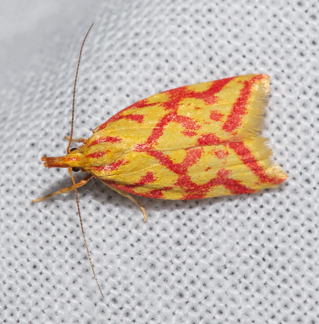 Hypercallia citrinalis - pirossávos díszmoly Hypercallia citrinalis - pirossávos díszmoly