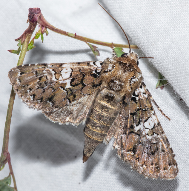 Hadena albimacula - fehérpettyes szegfűbagoly