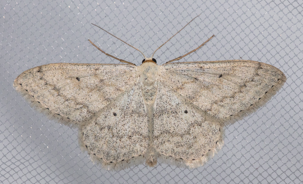 Idaea seriata - szürke apróaraszoló