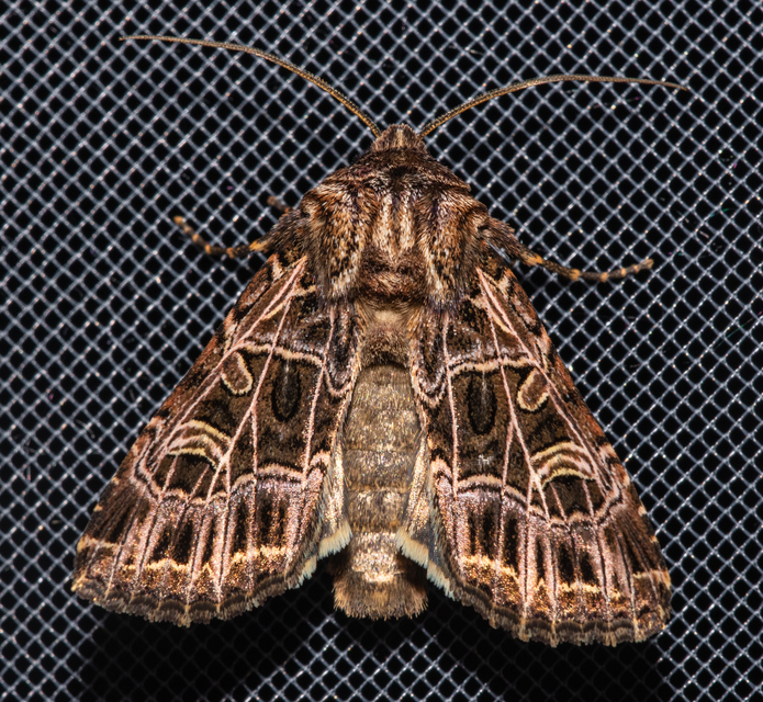 Heliophobus reticulata - fehéreres kertibagoly