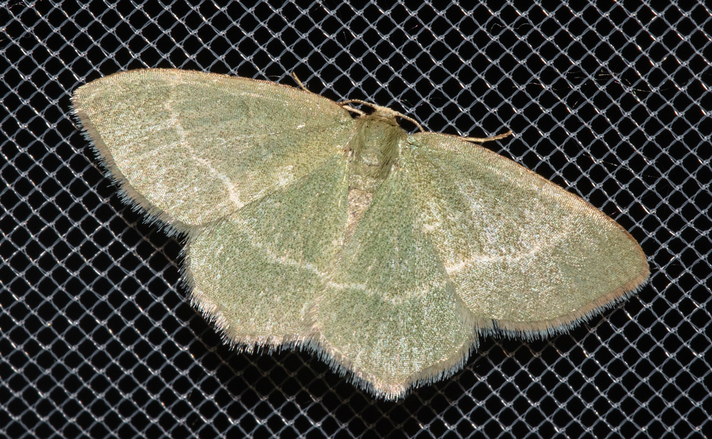 Chlorissa cloraria - sárgászöld araszoló