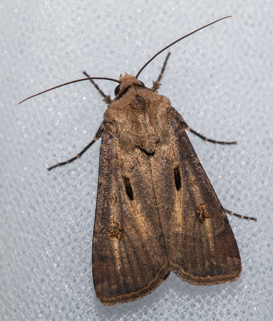 Agrotis exclamationis - felkiáltójeles földibagoly