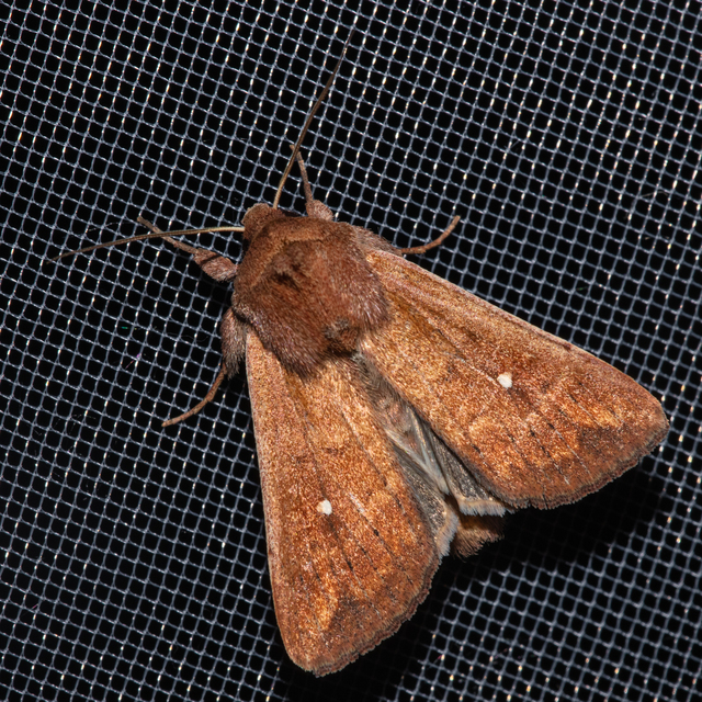 Mythimna albipuncta - fehérpettyes rétibagoly