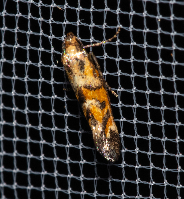 Epermenia pontificella - tarka íveltmoly