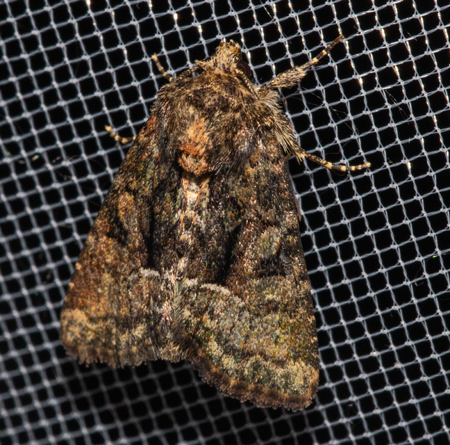 Oligia strigilis/latruncula/versicolor