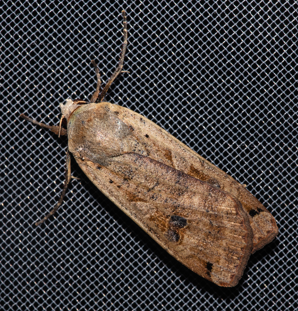 Noctua pronuba - nagy sárgafűbagoly