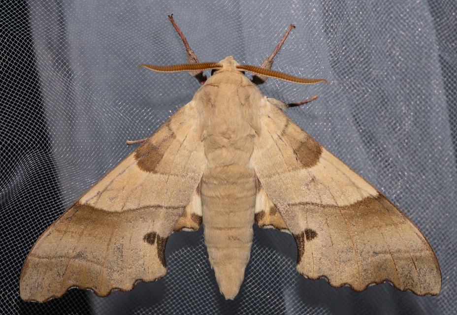 Marumba quercus - tölgyfaszender