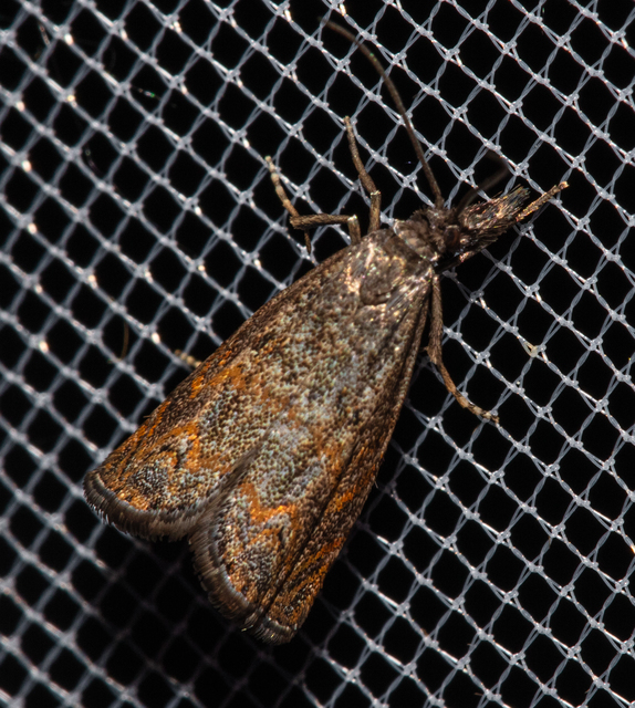 Platytes cerussella - törpe fűgyökérmoly