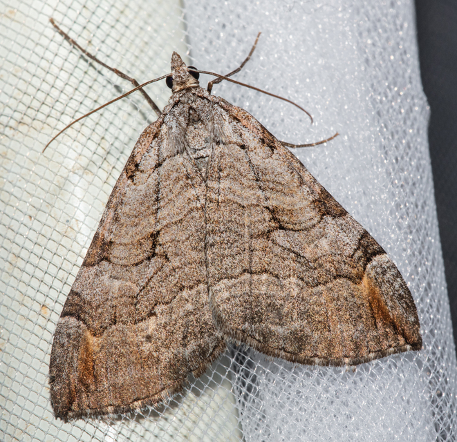 Aplocera efformata/plagiata