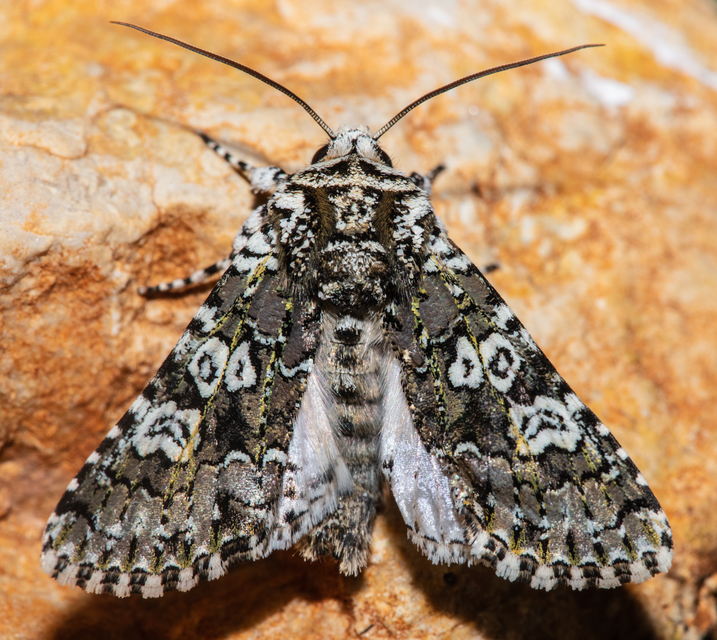 Lamprosticta culta - hármasfoltú bagoly
