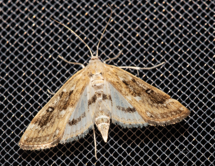 Parapoynx stratiotata - közönséges vízimoly