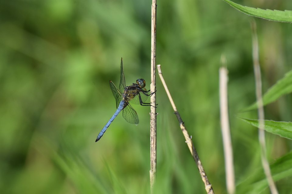 Orthetrum coerulescens - karcsú pásztorszitakötő