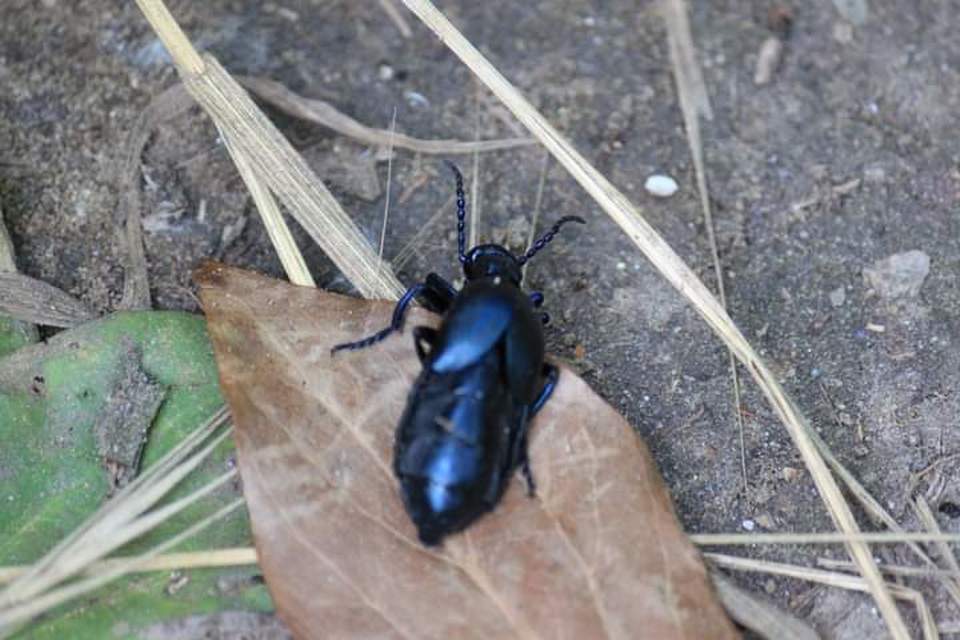 Meloe violaceus - kék nünüke