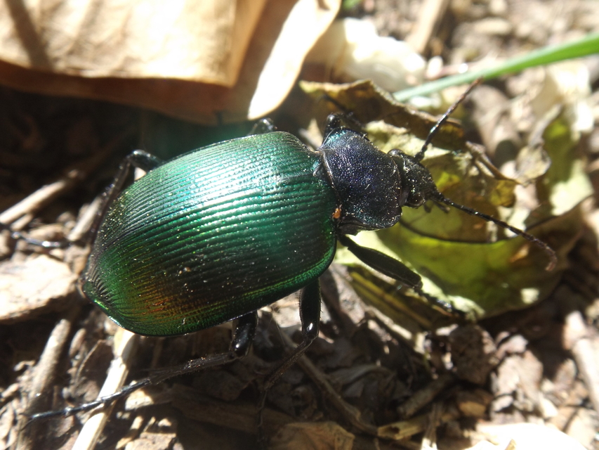 Calosoma sycophanta - aranyos bábrabló
