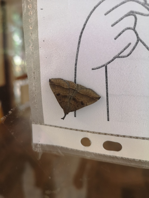Pechipogo plumigeralis - tollascsápú karcsúbagoly
