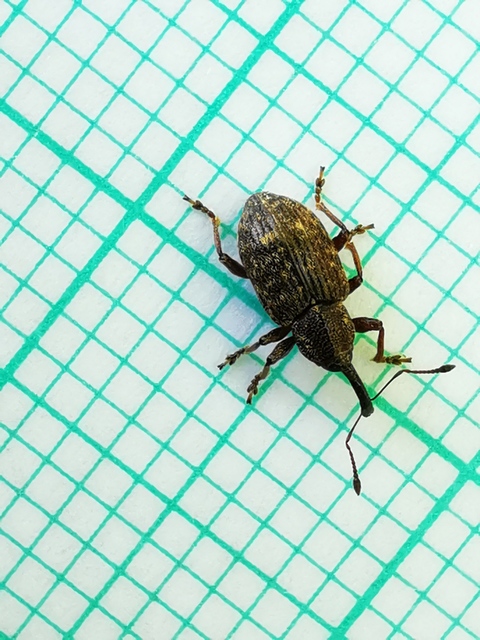 Notaris acridulus - közönséges sásormányos
