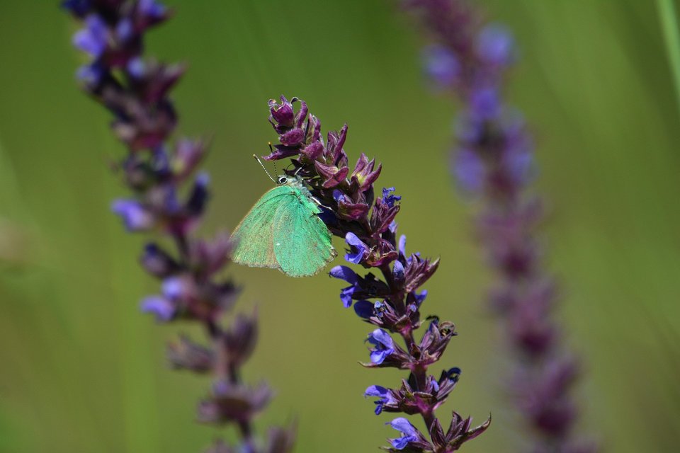 Callophrys rubi - zöldfonákú lepke