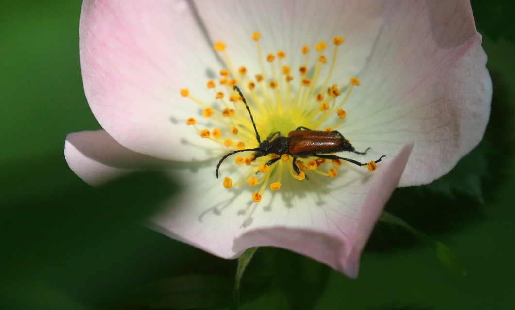 Stictoleptura maculicornis - tarkacsápú virágcincér