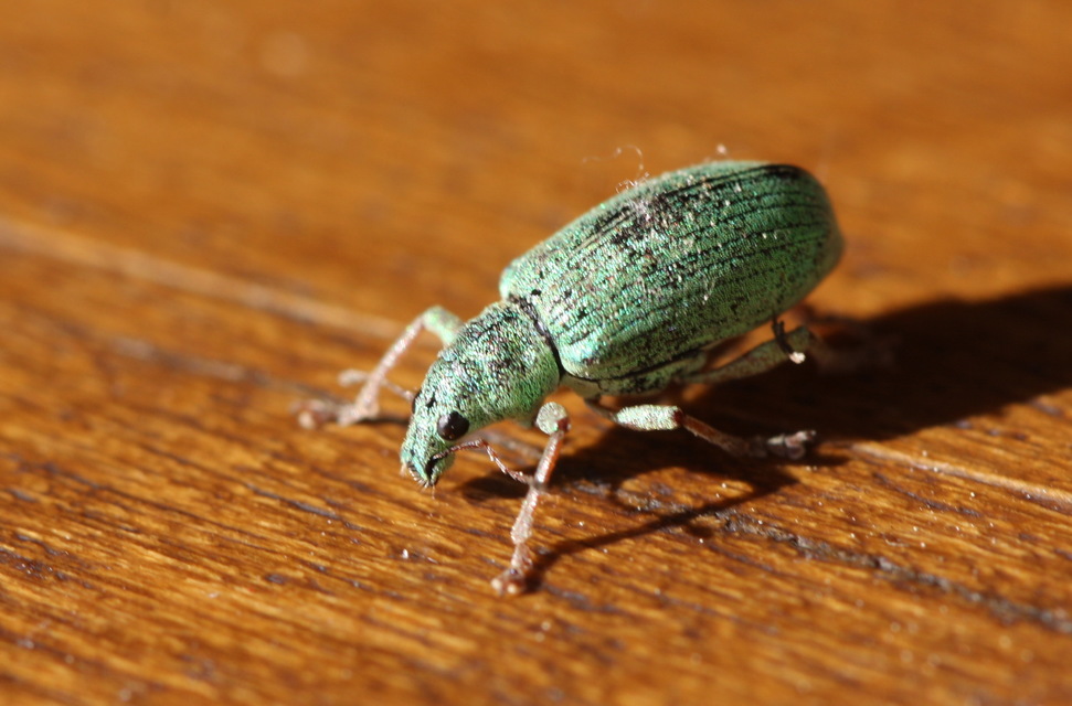 Polydrusus formosus - selymes lombormányos