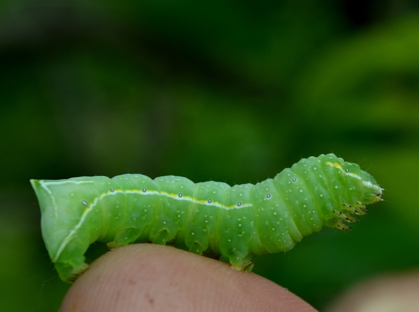 Amphipyra pyramidea - fahéjszínű bagoly