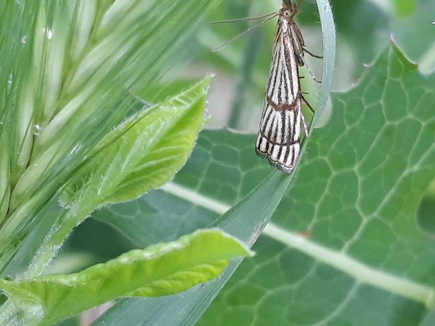 Chrysocrambus linetella - déli fűgyökérmoly