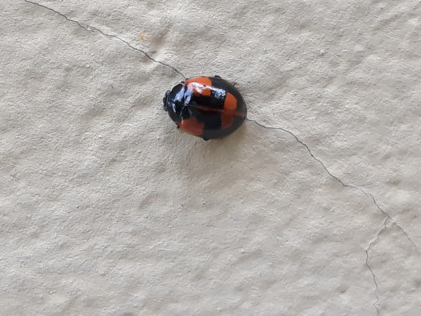 Adalia bipunctata - kétpettyes katica