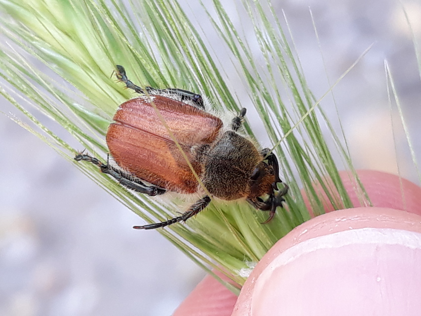 Chaetopteroplia segetum - rozsszipoly