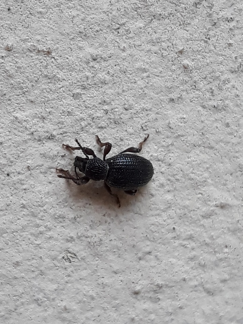 Otiorhynchus ovatus - apró gyalogormányos