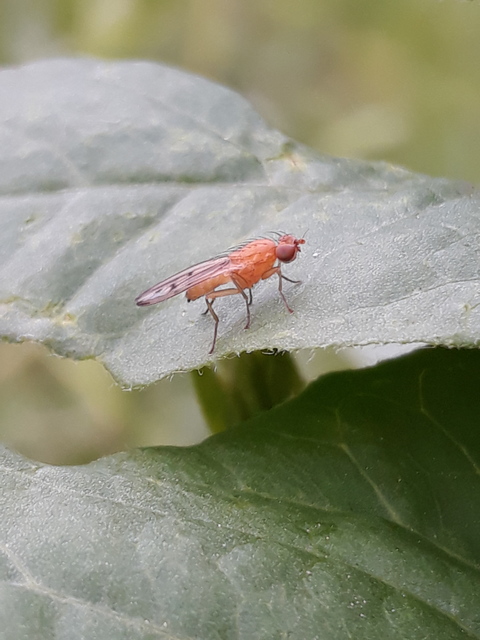 Opomyza florum