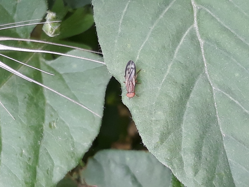 Opomyzidae - földilégyfélék