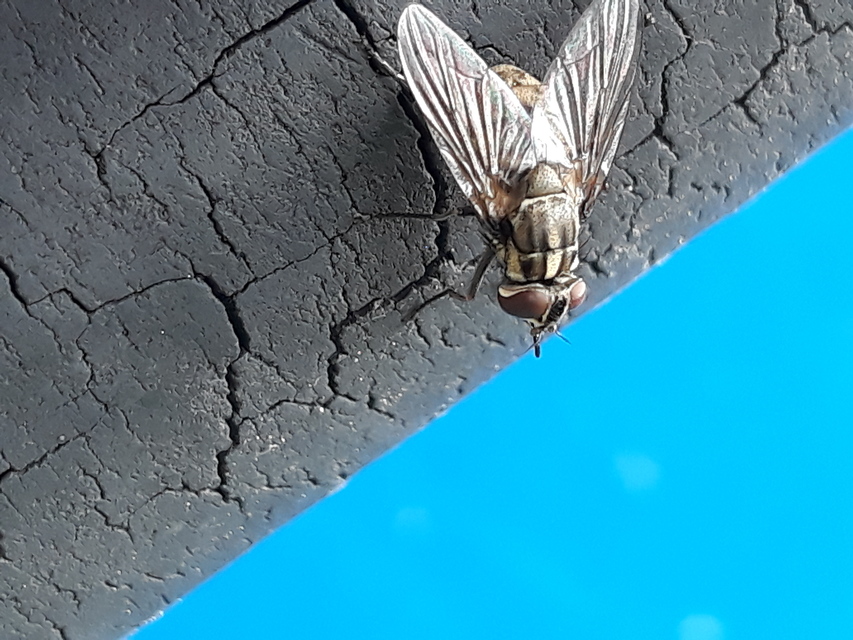 Stomoxys calcitrans - szuronyos istállólégy