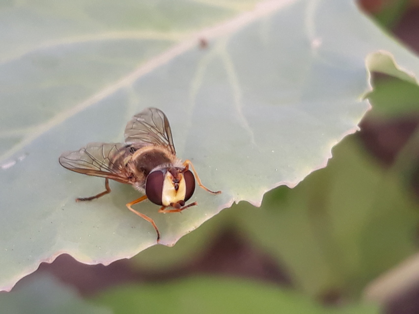 Eupeodes